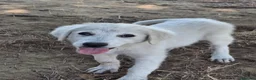 Meticcio cani in regalo: PROVOLA 🩷 L’ALLEGRIA ENTRA IN CASA 😍 a Provincia di Arezzo - Annuncio 5