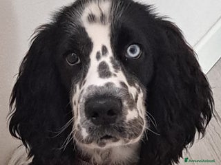 Cocker cani Cocker Spaniel Inglese da Monta - Annuncio 1