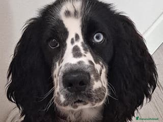 Cocker cani Cocker Spaniel Inglese da Monta - Annuncio 35