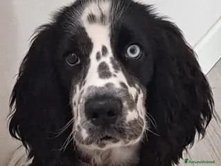 Cocker cani Cocker Spaniel Inglese da Monta - Annuncio 39