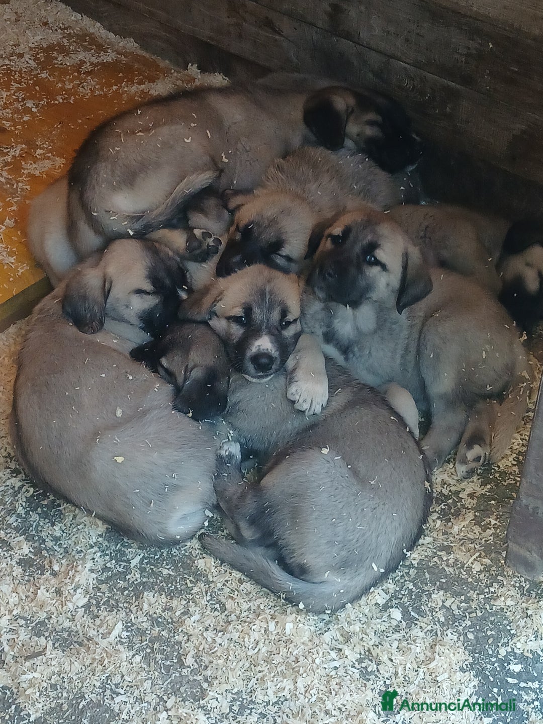 Pastore dell’Anatolia cani in vendita: Kangal pastore dell'anatolia - Annuncio 5