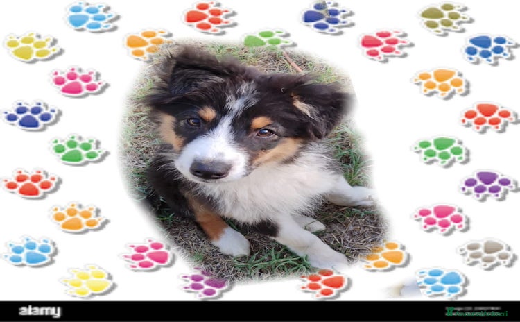 Australian Shepherd cani a Provincia di Viterbo - Annuncio 3