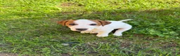 Jack Russell cani in vendita: Cucciolo Maschio Jack Russell terrier pelo liscio a Provincia di Pavia - Annuncio 10