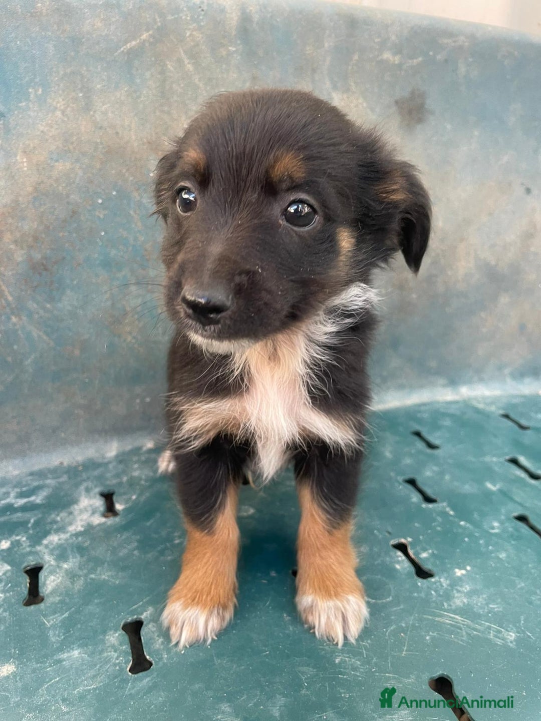 Meticcio cani in regalo: LE DOLCI PIETRE PREZIOSE - Annuncio 11