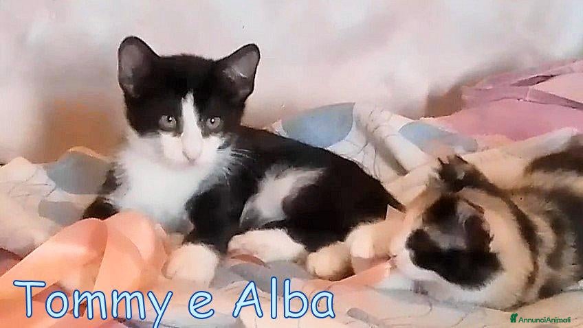 Europeo gatti TOMMY E ALBA DOLCISSIMI GATTINI - Annuncio 42