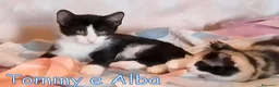 Europeo gatti in regalo: TOMMY E ALBA DOLCISSIMI GATTINI - Annuncio 1