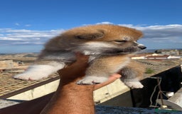 Akita Inu cani in vendita: Splendidi cuccioli di akita inu in prontaconsegna  a Provincia di Matera - Immagine 3
