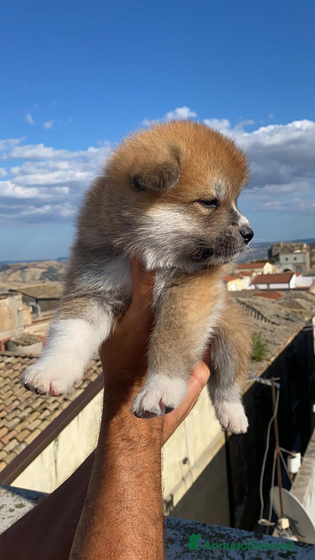 Akita Inu cani in vendita: Splendidi cuccioli di akita inu in prontaconsegna  a Provincia di Matera - Immagine 3