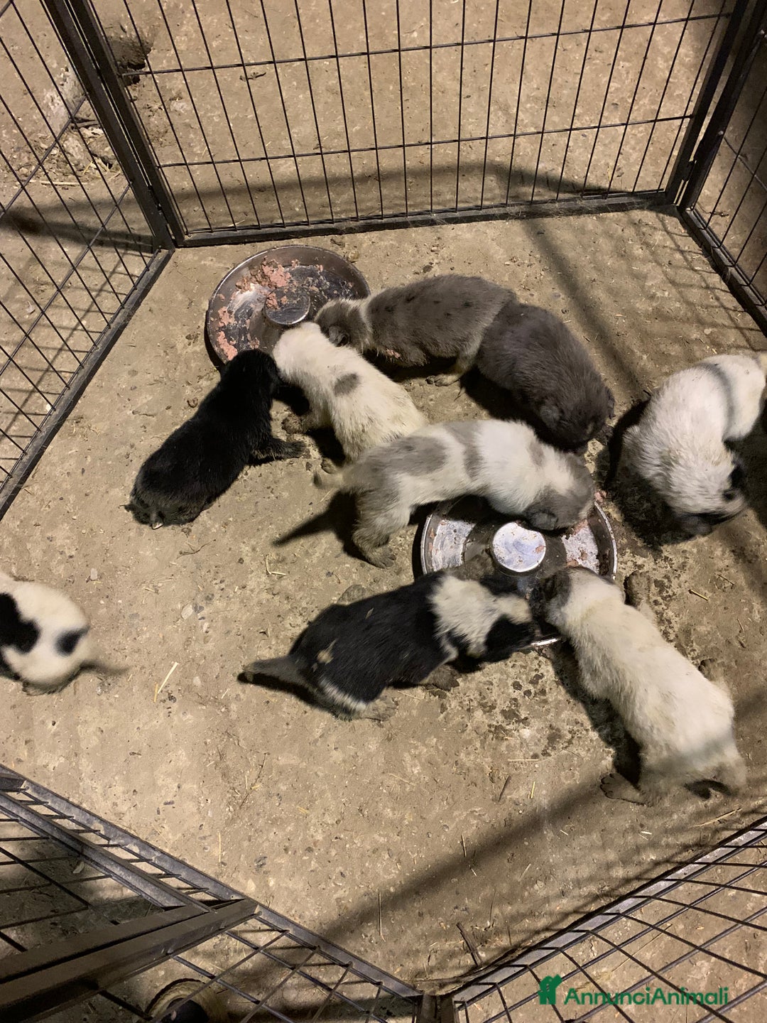 Bearded Collie cani in vendita: cuccioli border  - Annuncio 3