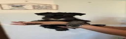 Mini Schnauzer cani in vendita: Cuccioli di Schnauzer nano Nero Argento  - Annuncio 3