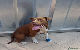 Pitbull cani in regalo: DALILA giovane,adorabile e fedele! Buona con tutti - Immagine 2