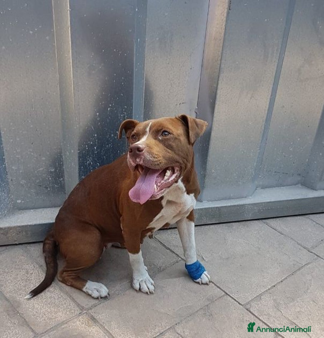 Pitbull cani in regalo: DALILA giovane,adorabile e fedele! Buona con tutti - Immagine 2