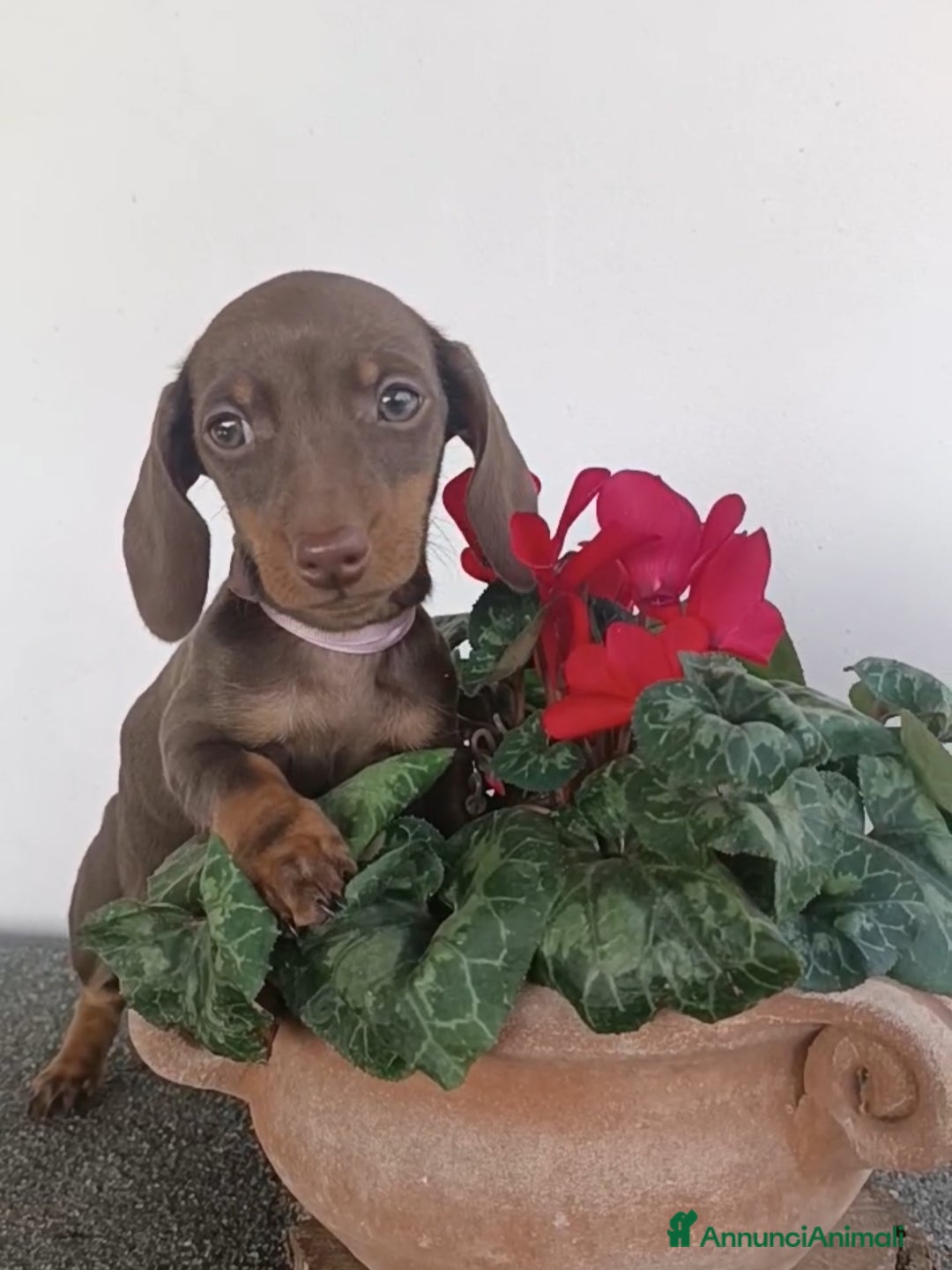 Bassotto cani Cucciola bassotto tedesco con Pedigree - Annuncio 2