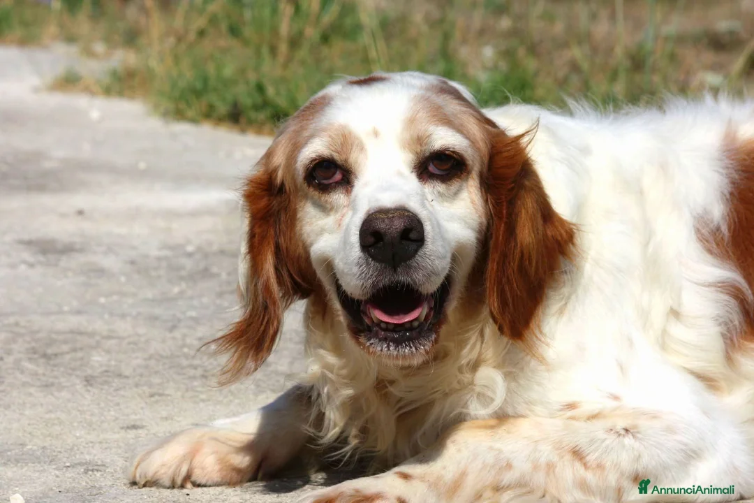 Breton cani in regalo: Bret aspetta una famiglia dal cuore grande!! - Annuncio 8