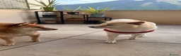 Shiba Inu cani in vendita: Meravigliosi cuccioli di Shiba Inu a Provincia di Frosinone - Annuncio 9