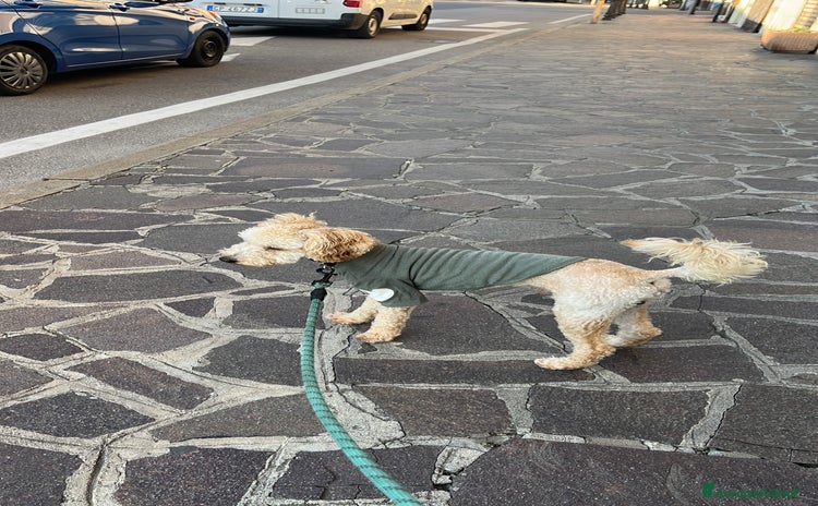 Barboncino cani Barboncino nano 1 anno - Annuncio 6