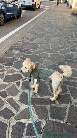 Barboncino cani - Annuncio 9