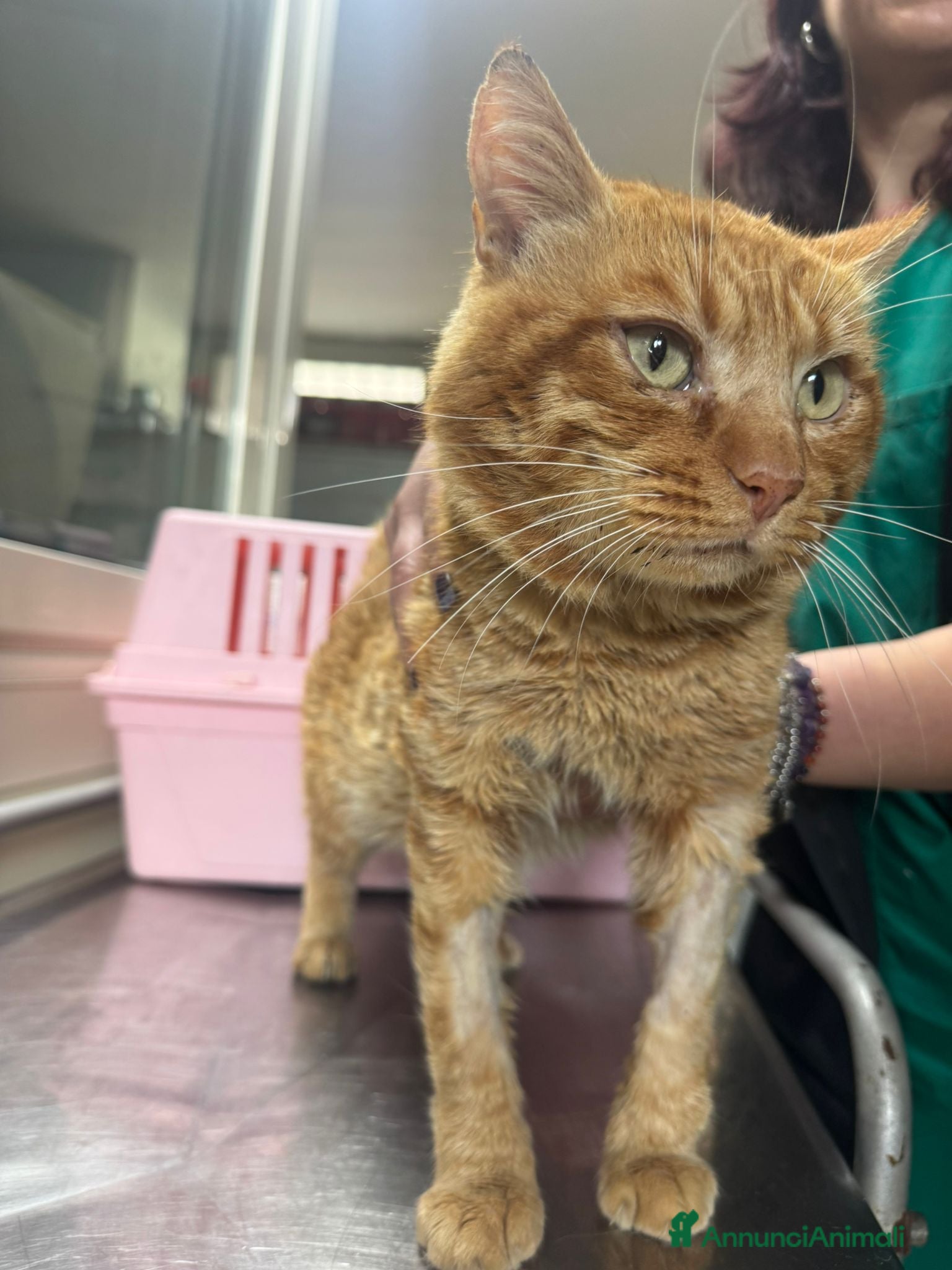 Meticcio gatti Liberato adozione del cuore - Annuncio 1