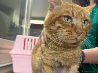 Meticcio gatti Liberato adozione del cuore - Annuncio 5