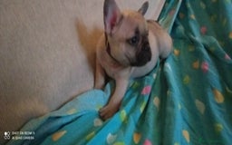 Bulldog Francese cani in vendita: CUCCIOLA DI BOULDOGUE FRANCESE  a Province of Pavia - Immagine 15