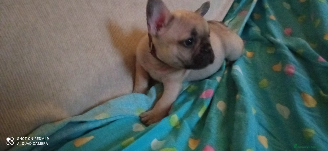 Bulldog Francese cani in vendita: CUCCIOLA DI BOULDOGUE FRANCESE  a Province of Pavia - Immagine 15