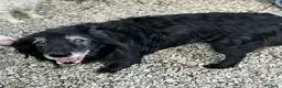 Meticcio cani in regalo: Aron 15 anni Taglia media  - Annuncio 2