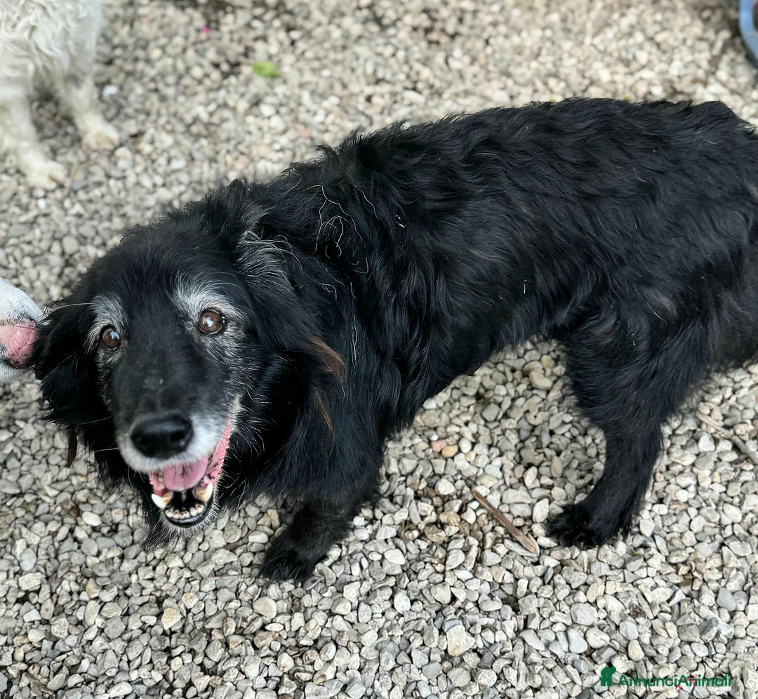 Meticcio cani in regalo: Aron 15 anni Taglia media  - Annuncio 2