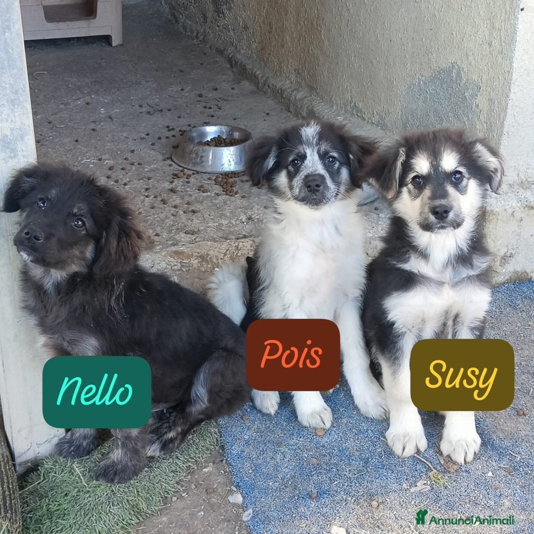 Meticcio cani in regalo: NELLO - Annuncio 3