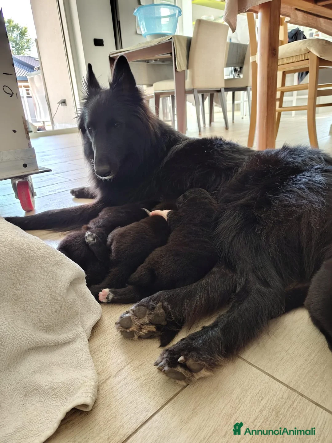 Pastore Belga cani in vendita: Cuccioli pastore belga Groenendael - Annuncio 2