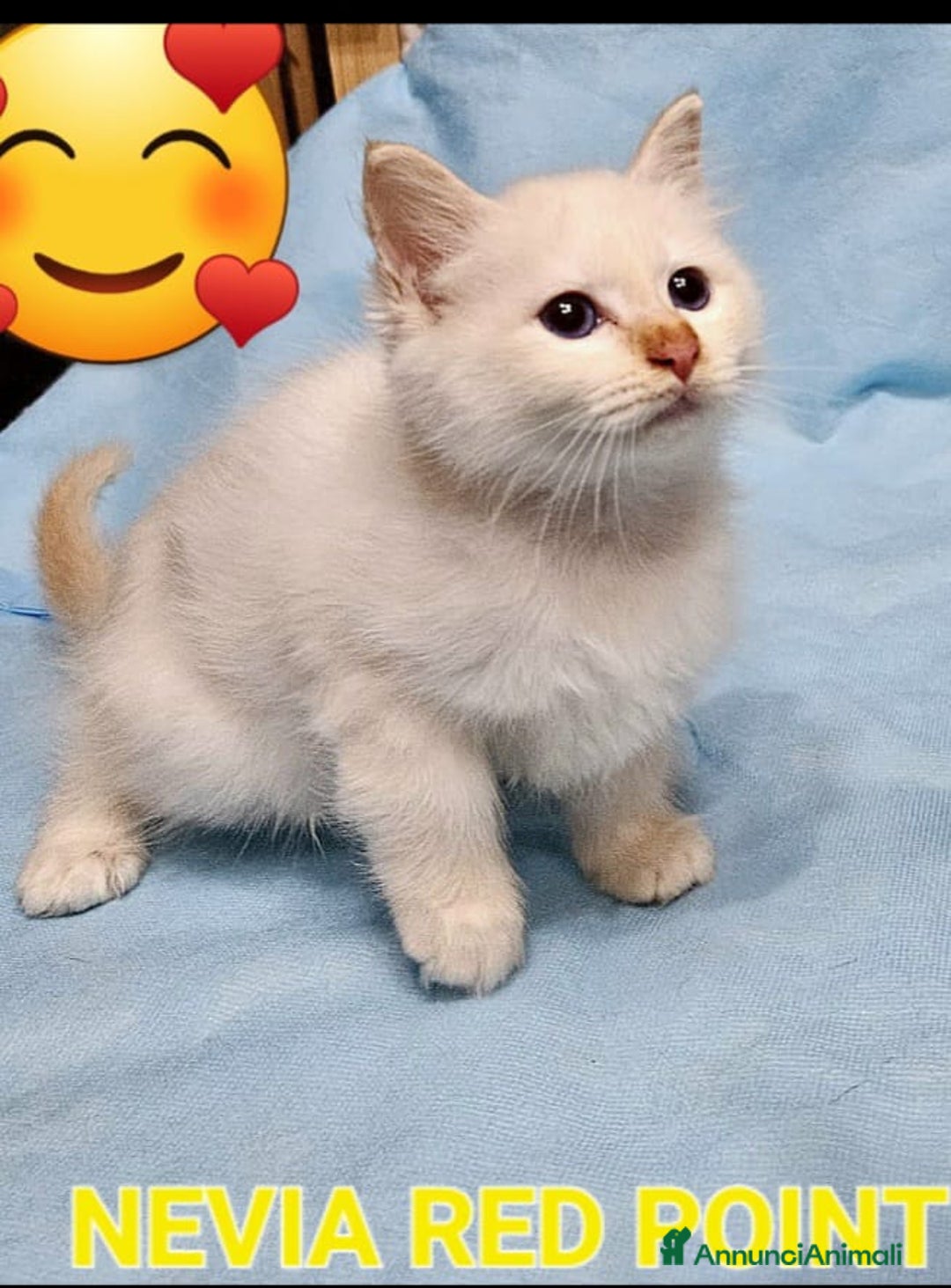 Sacro di Birmania gatti in vendita: Cuccioli Sacro di Birmania bellissimi  - Annuncio 4