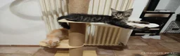 Maine Coon gatti in vendita: Dolcissimi cuccioli di Maine Coon xxl - Annuncio 22