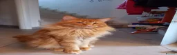 Maine Coon gatti in vendita: Gattini Maine Coon - Annuncio 4