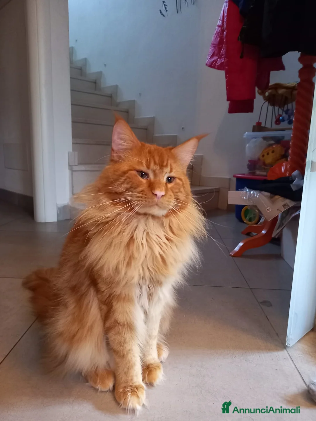 Maine Coon gatti in vendita: Gattini Maine Coon - Annuncio 4