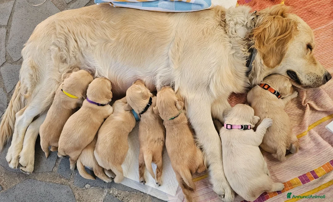 Golden Retriever cani in vendita: Cuccioli golden linea inglese  a Città metropolitana di Catania - Annuncio 9