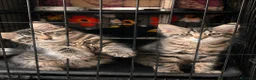 Europeo gatti in regalo: Gattini  - Annuncio 3