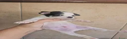 Chihuahua cani in vendita: Chihuahua toy  a Città metropolitana di Milano - Annuncio 12