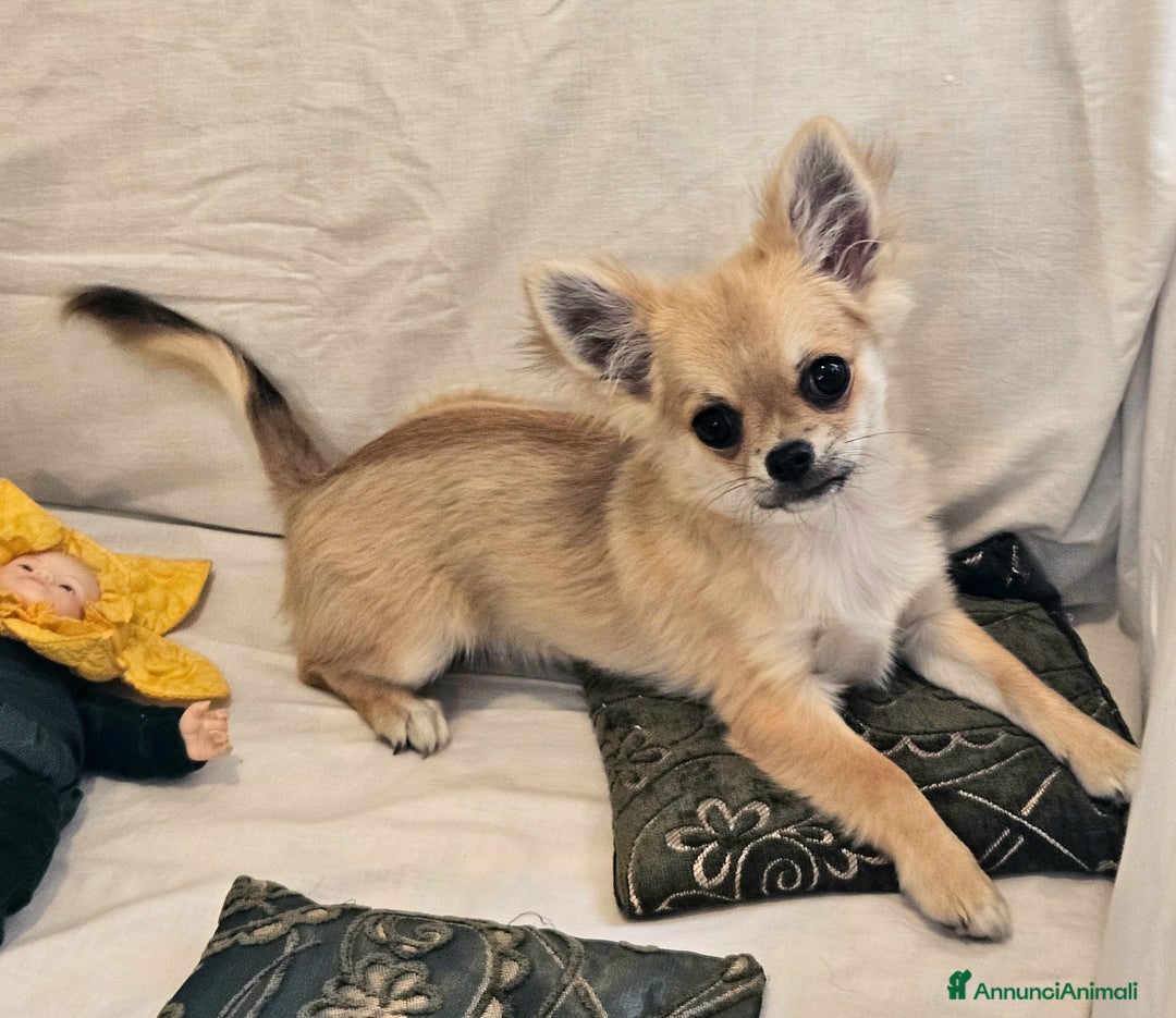 Chihuahua cani in vendita: Chihuahua maschio a pelo lungo con Pedegree  - Annuncio 17