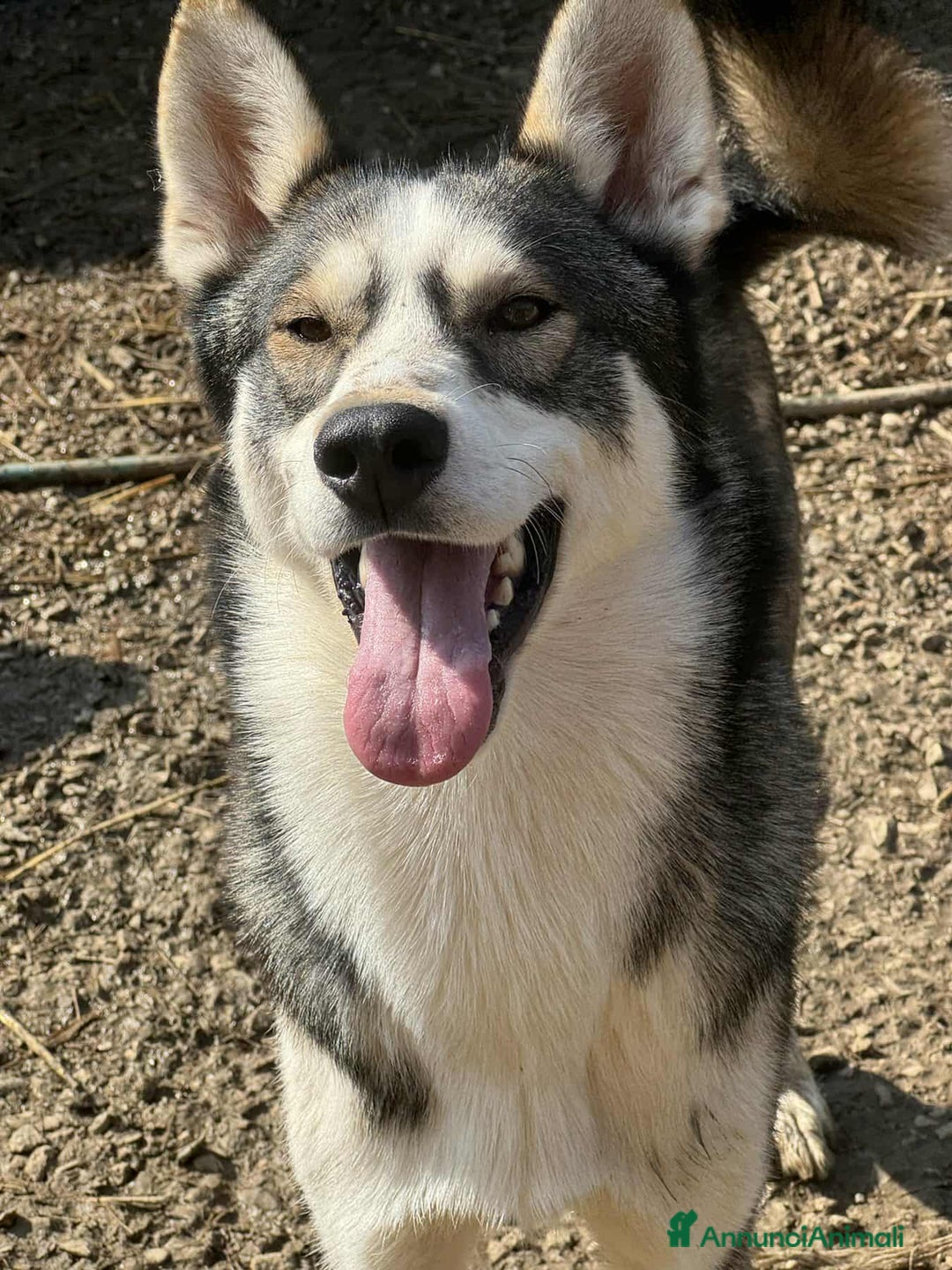 Husky cani in regalo: BALTO, cucciolone MIX HUSKY simpaticissimo! - Annuncio 4