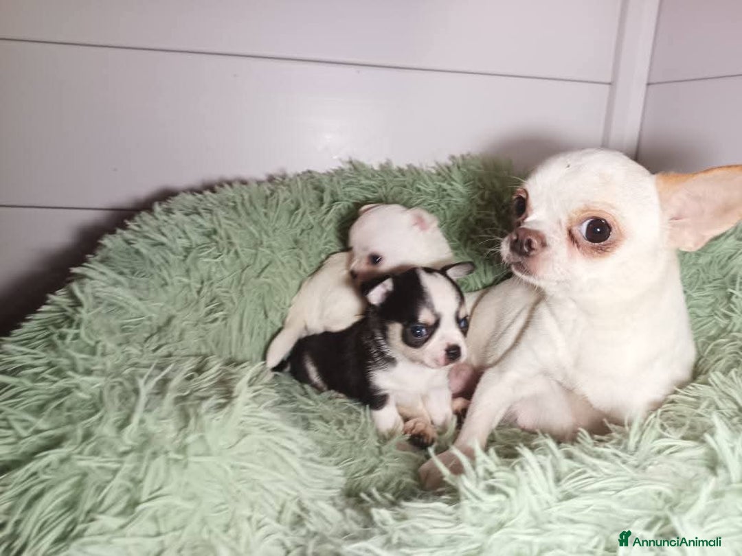 Chihuahua cani in vendita: Due piccoli Chihuahua, nati il 30 settembre 2025 - Annuncio 8