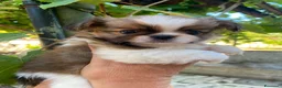 Chihuahua cani in vendita: Chiwawa Thailandese Pelo lungo - Annuncio 7