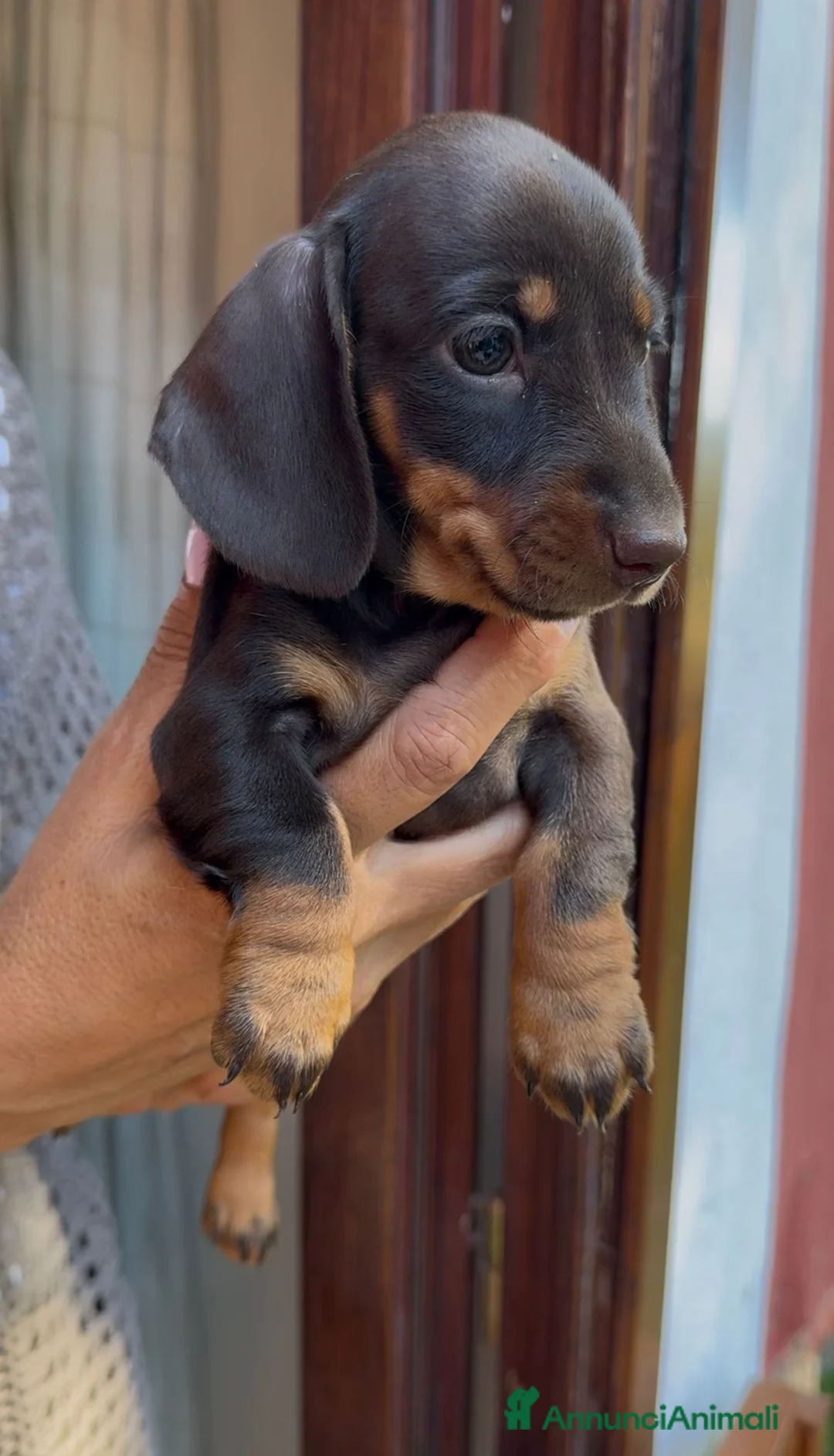 Bassotto cani in vendita: Bassotti tedeschi cuccioli  - Annuncio 2