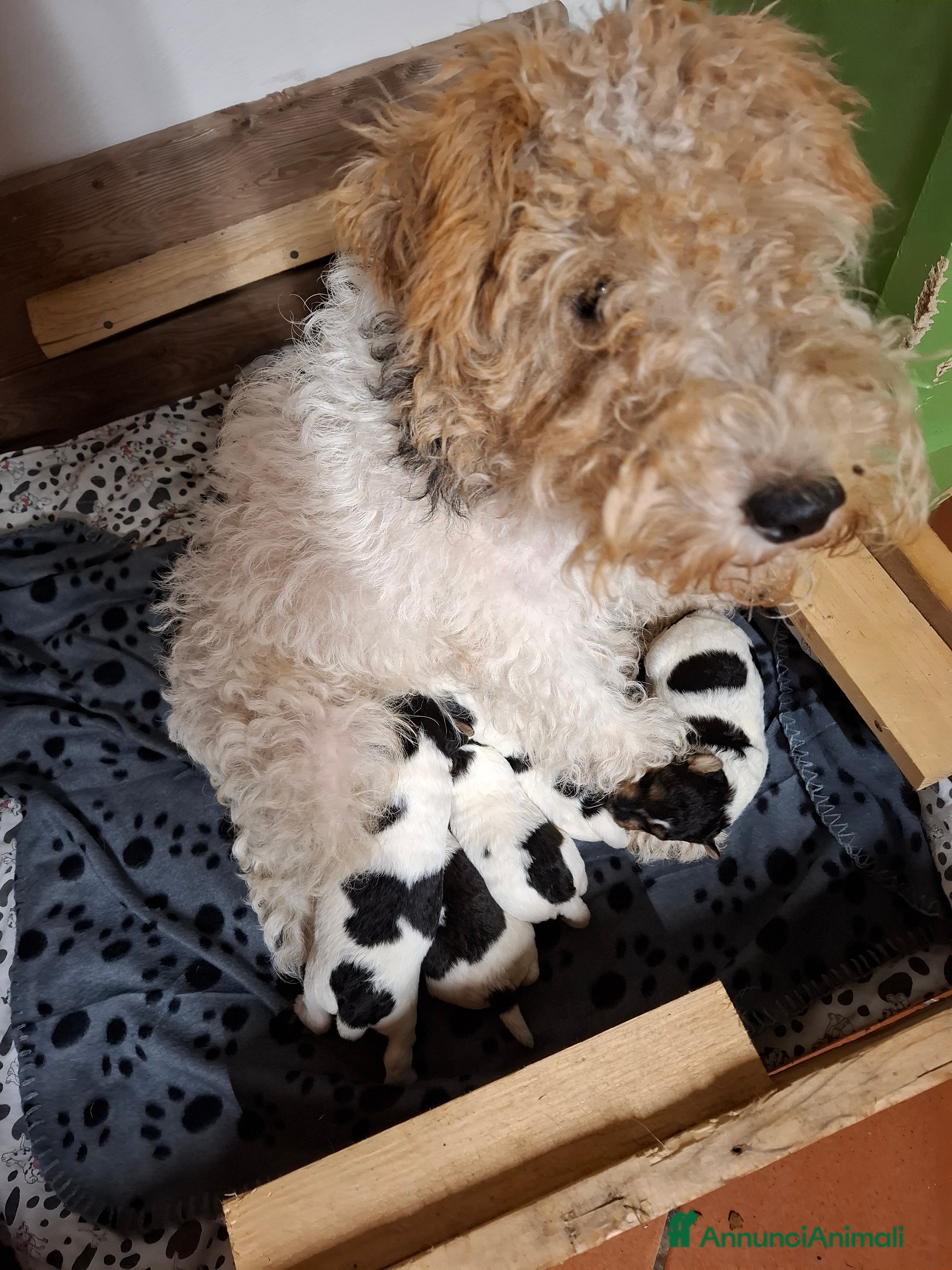 Fox Terrier cani Vendita cucciolo fox terrier - Annuncio 1