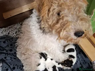 Fox Terrier cani Vendita cucciolo fox terrier - Annuncio 35