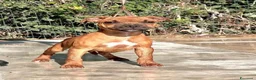 Staffordshire cani in vendita: Cuccioli Staffordshire Bull Terrier - Annuncio 1