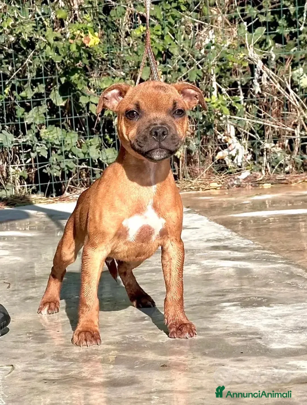 Staffordshire cani in vendita: Cuccioli Staffordshire Bull Terrier - Annuncio 1