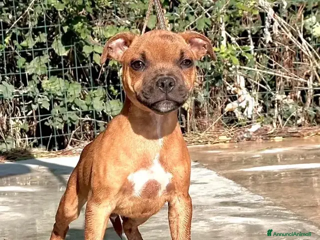 Staffordshire cani in vendita: Cuccioli Staffordshire Bull Terrier - Annuncio 1