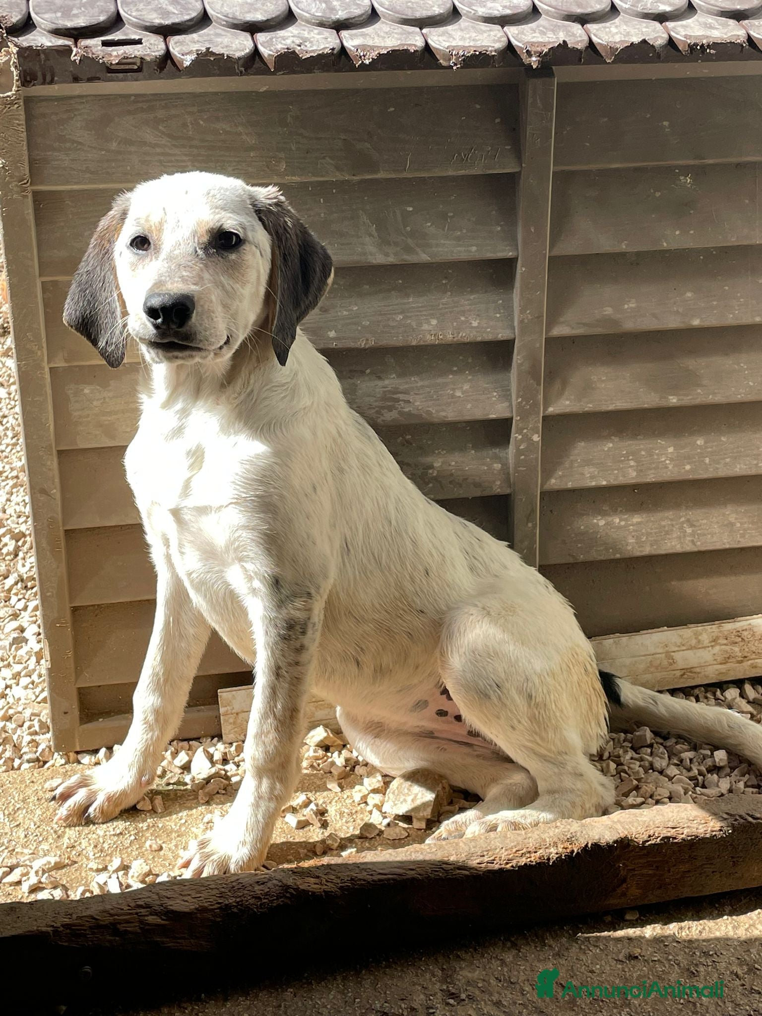 Meticcio cani ADOZIONE DI COPPIA  - Annuncio 16