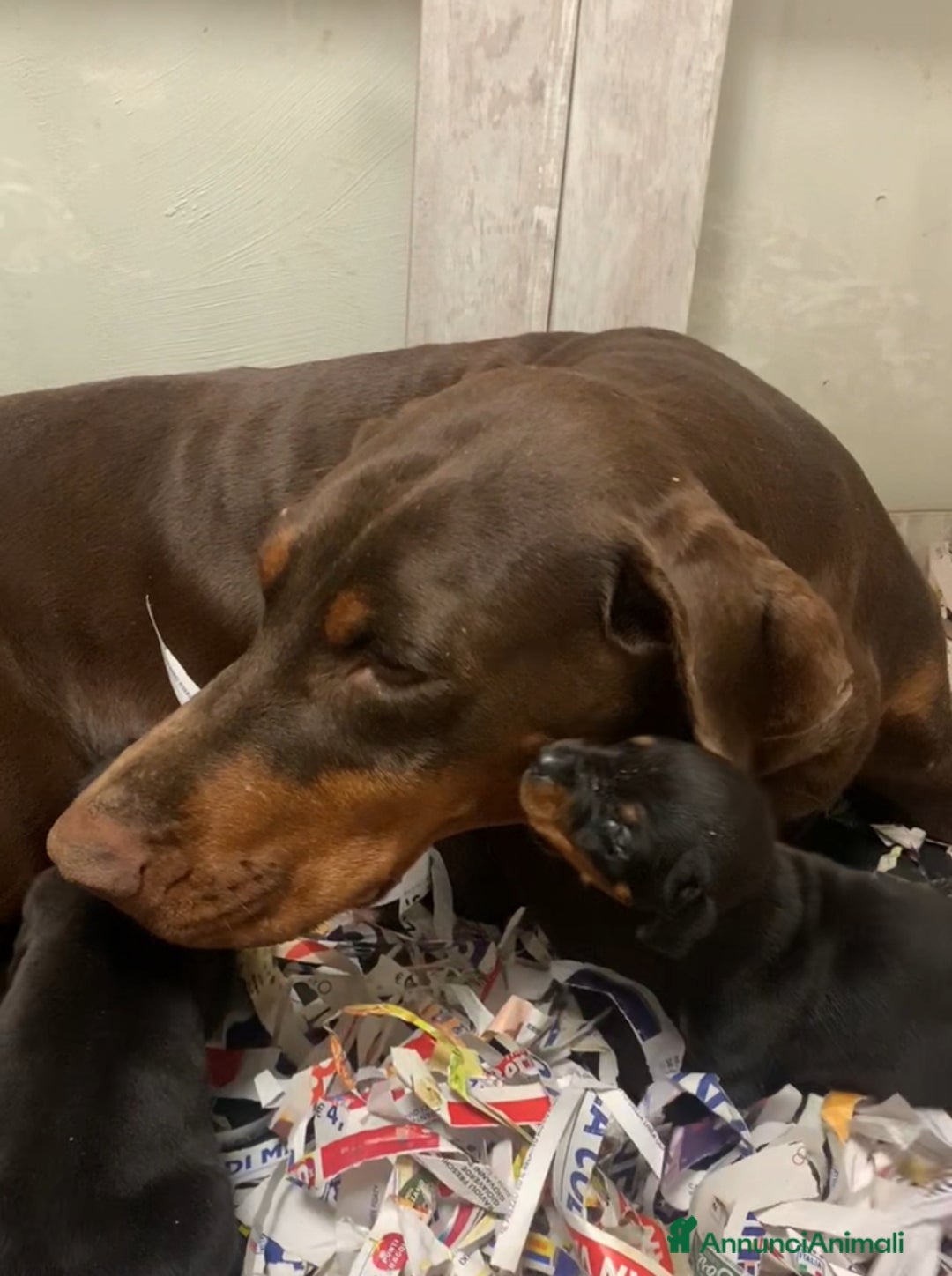 Dobermann cani in vendita: Cuccioli Dobermann - Annuncio 6