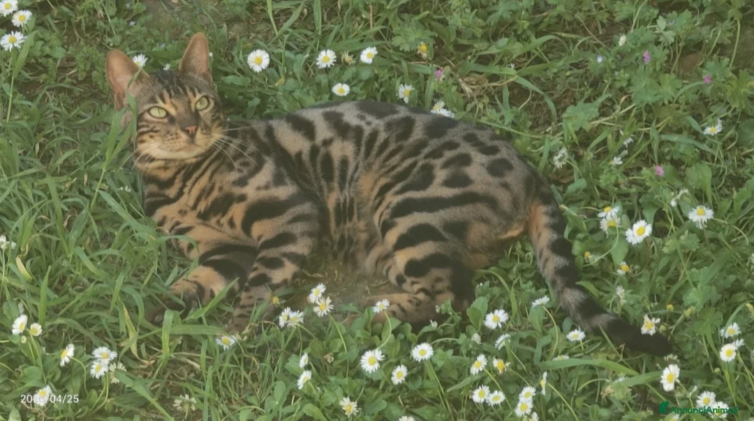 Bengala gatti in vendita: Gatto Bengala Maschio  - Annuncio 2