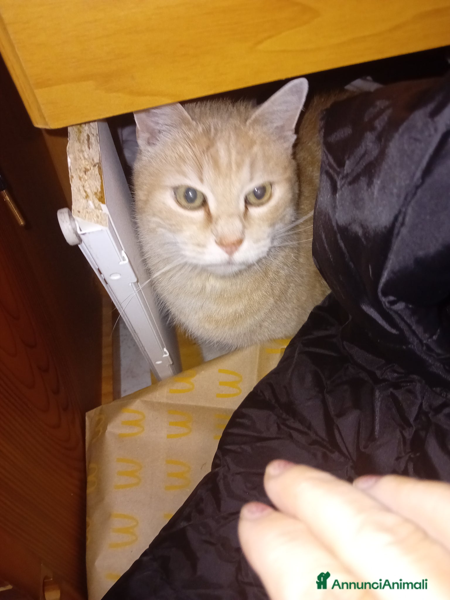 Meticcio gatti Chicco cerca casa - Annuncio 1